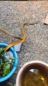 Hash Tube AQUA || Hashmi Sudhakaran on Instagram: "Sreekanth' s new pet. Watch till the END  #hashtubeaqua #ratsnake #waterplants Afraid of Snakes"
