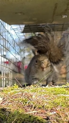 Skedaddle Wildlife on TikTok