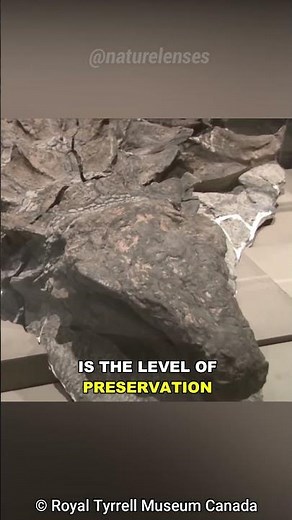 The Most Well Preserved Dinosaur Fossil