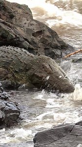Crocodile_Fishing_ | Animals voice