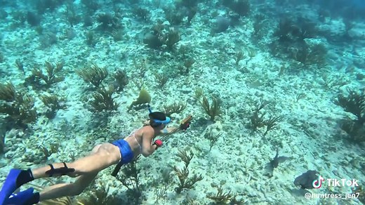 Hog Huntin’🐗🇧🇸 #spearfishing #freediving #sling #hogfish #fyp #bahamas