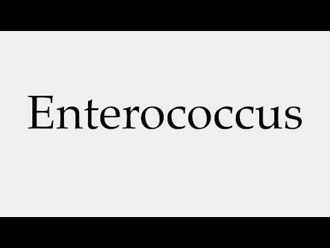 How to Pronounce Enterococcus