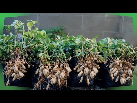 Grow Your Own Peanuts From Seeds At Home With This Step-by-step Guide! | Gardening Tips