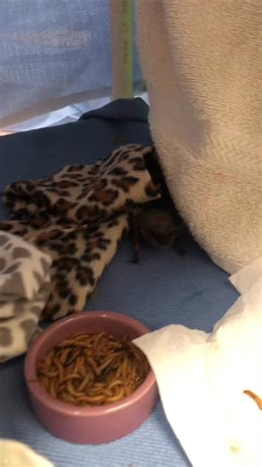 137 reactions · 15 shares | This little bat has a clear preference for eating their mealworms in the privacy of their bat cave! #batcave #batlife | Napa Wildlife Rescue | Facebook
