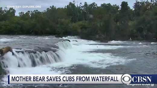 Mama bear rescues cubs after waterfall slip