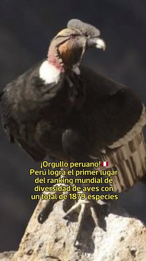Perú lidera con 1879 especies de aves en el mundo
