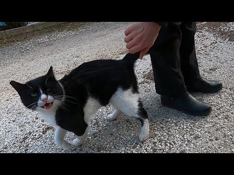 Cat meowing like talking to me is unbelievably cute