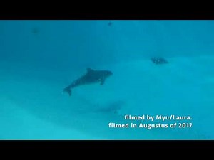 Dolfinarium Bottlenose Dolphins in the show pool at Boudewijn Seapark in Brugge