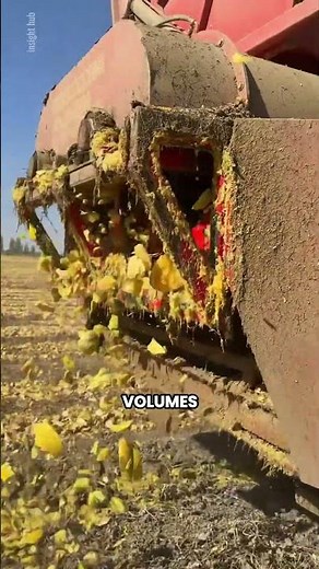 Why Farmers Harvest Pumpkin Seeds Instead of the Pumpkin Itself! 🎃🌱