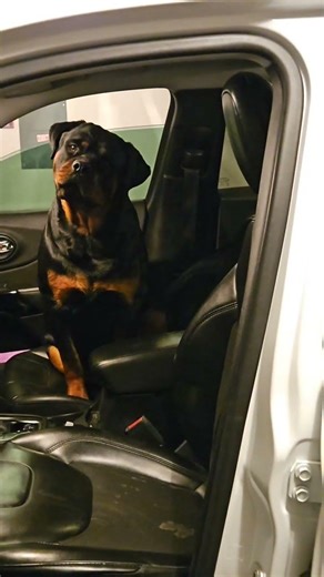 She loves a car ride! #riding #rottweiler #dog