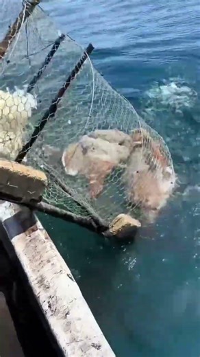 Deep-sea cage catches of cuttlefish. What a fat big cuttlefish These cuttlefish made into