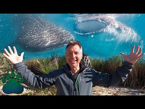 Swimming with Whale Sharks = "One of the Best Ocean Experiences of my Life!"