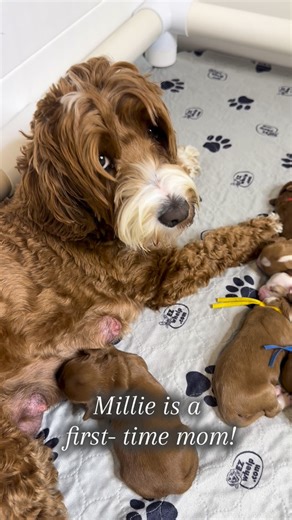 Australian Labradoodle Puppies on Instagram: "Millie is doing an amazing job as a first- time momma. The pups are thriving and we are excited to introduce them to you soon! #australianlabradoodlepuppies #ethicalbreeder #labradoodlecorner #alaalabradoodles #walalabradoodles"