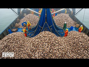 Why Harvesting 50 Tons of Scallops in 24 Hours Keeps This Maritime Port Alive | Fishing Documentary
