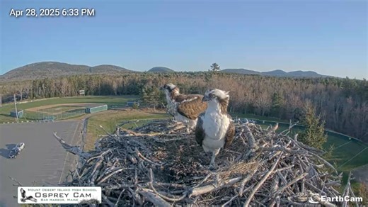 See Maine's ospreys up close with Versant Power's 24/7 nest livestream