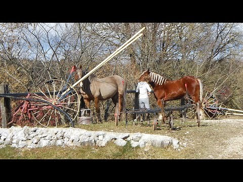 Les chevaux comtois : C'est là ! en Bourgogne-Franche-Comté