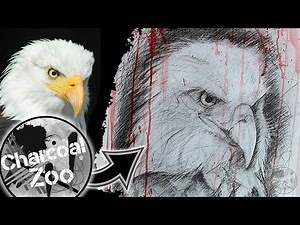 How to Draw a Realistic Eagle – Step-by-Step Charcoal Art Tutorial