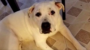 Lost dog returned to original owner after adoptive family opts to give him back