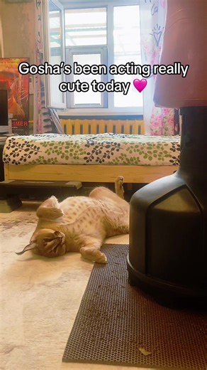 Gosha’s side that only his mom Elena can see - soft and silly kitten 🩷