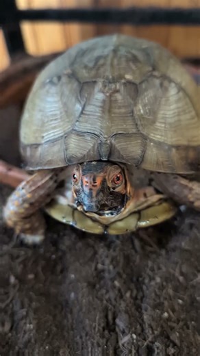 #viral #turtle #memes #cute #edit