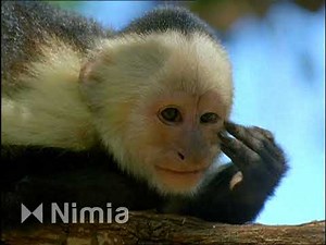 Baby Einstein Stock Footage - White Faced Capuchin Monkey