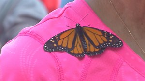 'They do have a purpose on this Earth:' Jones County golf course helping monarch butterfly population