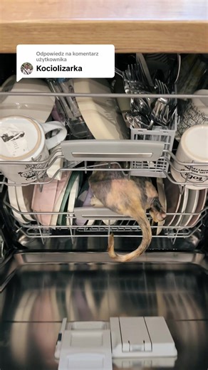 Oszukiwanie w hodowli kotów: prawda i konsekwencje