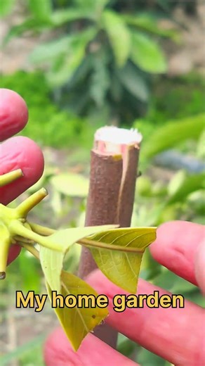 🥭🥭 Mango Tree Grafting | Easy to Grafting Fruit Tree.