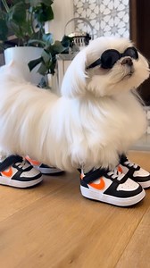 612K views · 612 reactions | Shoe game strong • • #dog #dogs #maltese #shoes #shoegame #puppy #doglover #dogsofinstagram #doggo #doglife #funny | Cocothemaltesedog | Facebook
