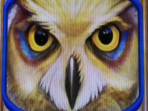 ★ALL ABOUT TIMBER WOLF #2★For Timber Wolf Lover☆Timber Wolf/Deluxe/Grand/Xtreme Slot☆