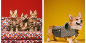 Gucci's new pet collection features $7,500 dog bed and $460 poop holder