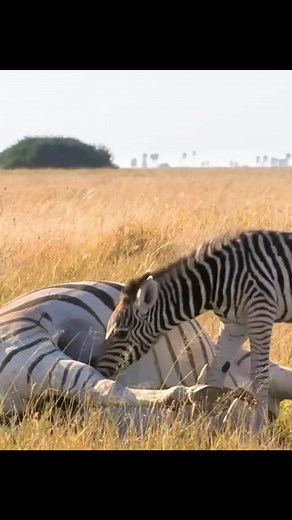 The baby donkey is looking for milk from the mother donkey, but unfortunately | Wild life Animals