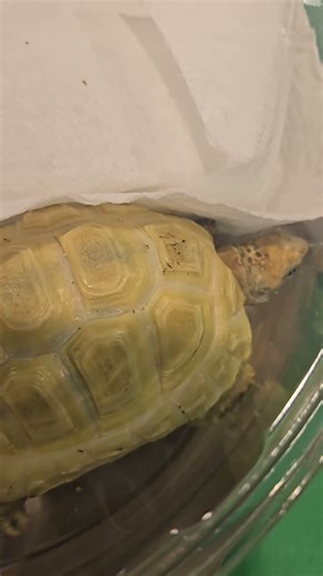 Stunning Yellow Tortoise - Price Revealed! Rare Ivory/Albino 😁