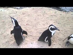 Penguin Mating Call
