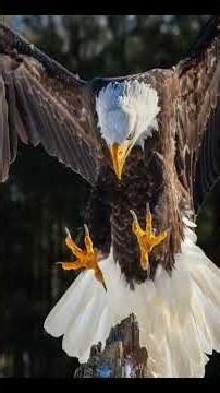 10 most successful Hunters - The Bald Eagle