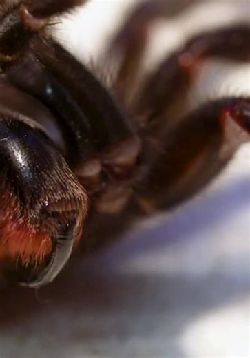 Brave Wilderness S05:E01 - Deadliest Spider Bite!