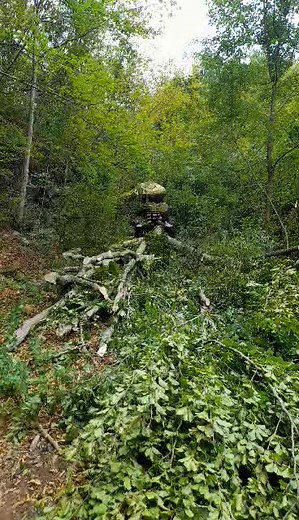 Yellow Tractor Cutting Trees in a Forested Area