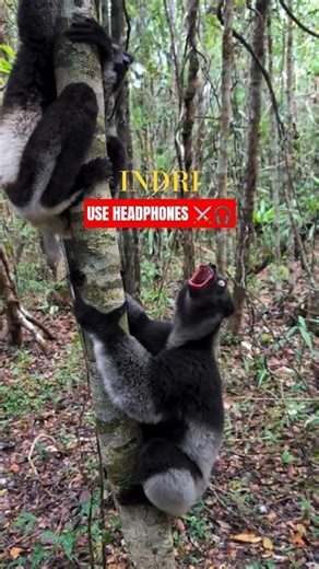 lemur with high pitch voice📢❌| VIRAL lemurs #lemur #stem