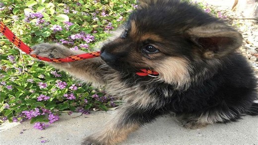 German Shepherd Has a Rare Condition That’s Leaving Scientists Confused