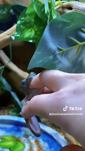 Whitestree Frog Feeding Chaos: Funny Animal Clips