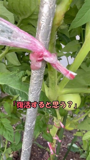 #家庭菜園 #トマト #溢れ種 #自然栽培 #無農薬 #野菜作り #家庭菜園初心者 #ガーデニング #Shorts #うらら家庭菜園