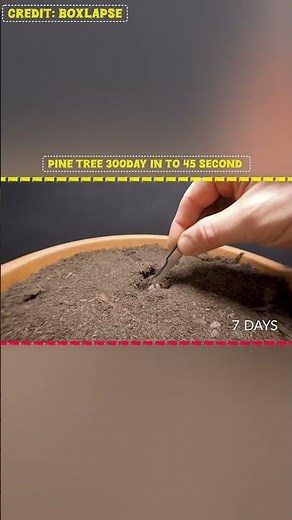 Pine Tree Growing for 300 Days 🌲 | Stunning Time-Lapse Transformation