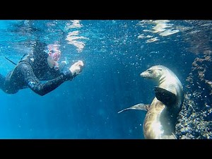 Snorkeling in the Galápagos Islands