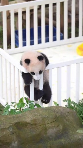 I will escape from pandacatraz! No matter what! 😆😆😆 #SpookySeason #petcare #petherapy #cuteanimals #fblifestyle #panda #fluffy #pandas #cute #naturephotography #nature #care #beautiful #love #babypanda #babypandas #funnyanimals | Pandas, a Light In My Heart
