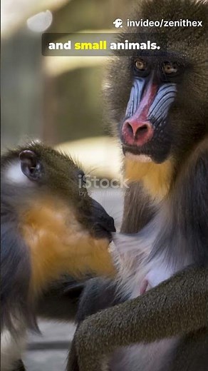 Amazing Mandrill Facts 🐒 | The Most Colorful Monkey in the World!