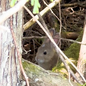 Splish splash I'm taking a bath! Spotted recently in the forest near Longmire, this juvenile rabbit keeps it chill. Its large ears help to disperse heat by cooling the rabbit's blood, and the thick underbrush provides shade and protection from predators. NPS video description: A young light-brown rabbit grooms its ears and face, then looks at the camera while twitching its nose. Video has no sound. | Mount Rainier National Park