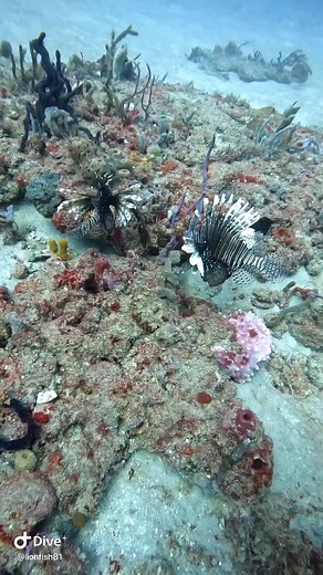 While hunting invasive Lionfish here in Florida, we come across many awesome creatures and today was no exception! I’ve only seen a bottlenose, dolphin twice underwater, and the first time I didn’t have my camera! This time I had my GoPro and got a decent video. I am really happy to share it with you. Thanks for supporting us! We appreciate all of the likes, shares, comments, follows, and of course donations. Even a dollar helps us to keep our reefs free of the invasive Lionfish! Our Venmo donat