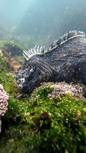 BUSCANDO A GODZILLA 🐊En las Heladas aguas de la📍Isla Fernandina, Galápagos… habita la ÚNICA IGUANA MARINA del Mundo 👀En ella se inspiraron para hacer a GODZILLA | #godzilla #gojira #gojiralive #godzillakingofthemonsters #fernandina #galapagos #buceo #iguana #iguanamarina #marineiguana | Alpha Expeditions