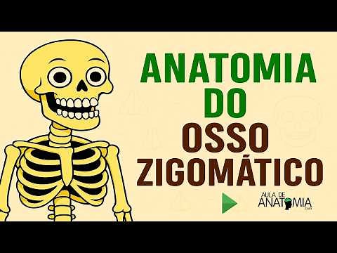 OSSO ZIGOMATICO #medicina #anatomy #anatomia #fisioterapia #anatomiapratica #anatomiacuriosidades