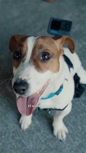 Nils the dog as Zheka Russell 😎